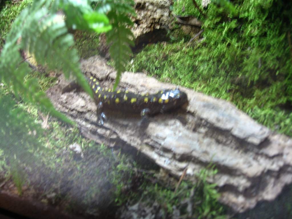 (Ambystoma maculatum )