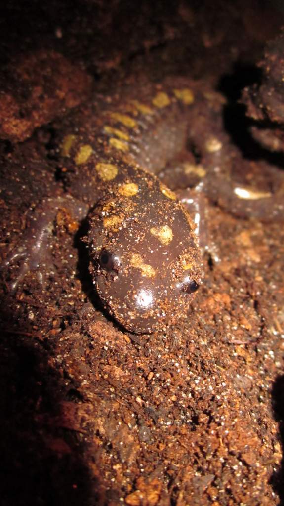 Ambystoma maculatum