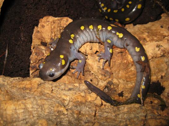 Ambystoma maculatum