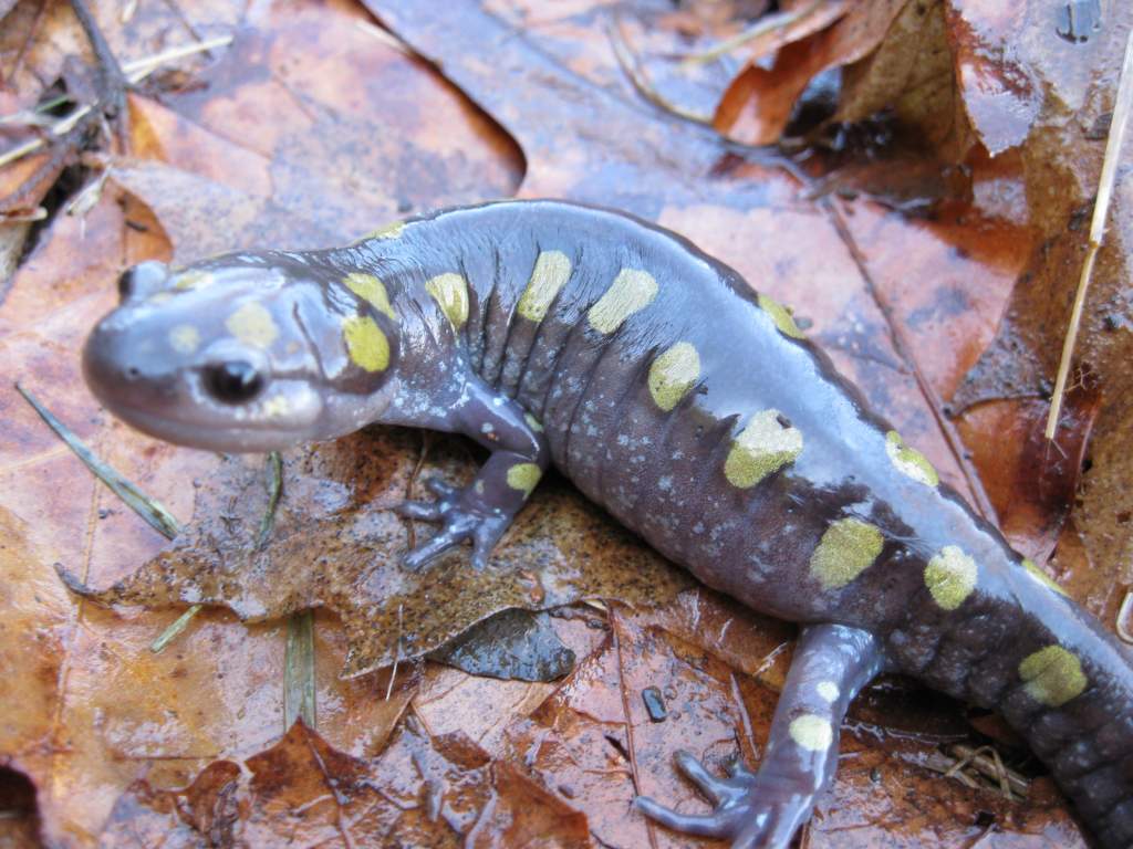 Ambystoma maculatum