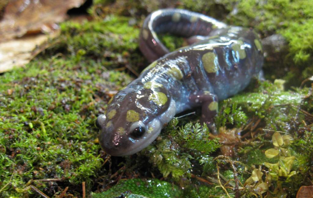 Ambystoma maculatum