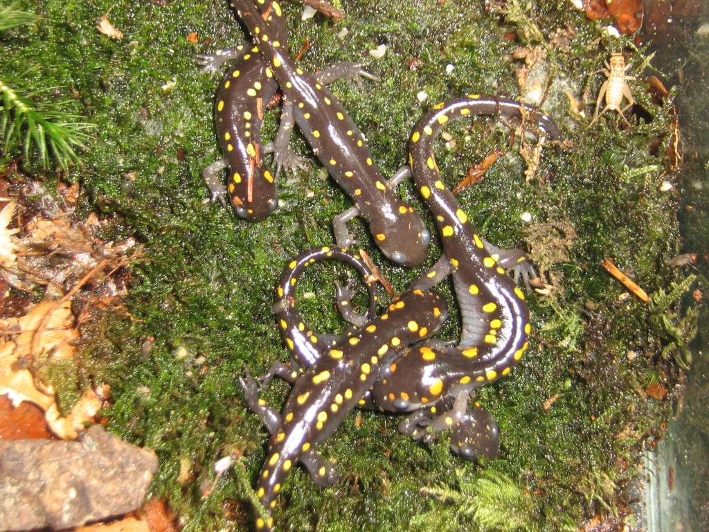 Ambystoma maculatum