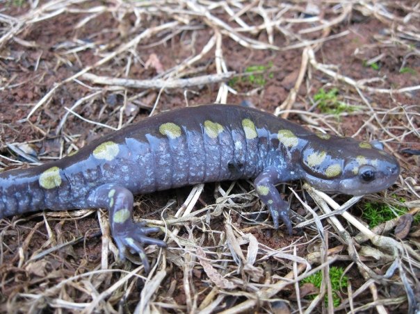 Ambystoma Maculatum