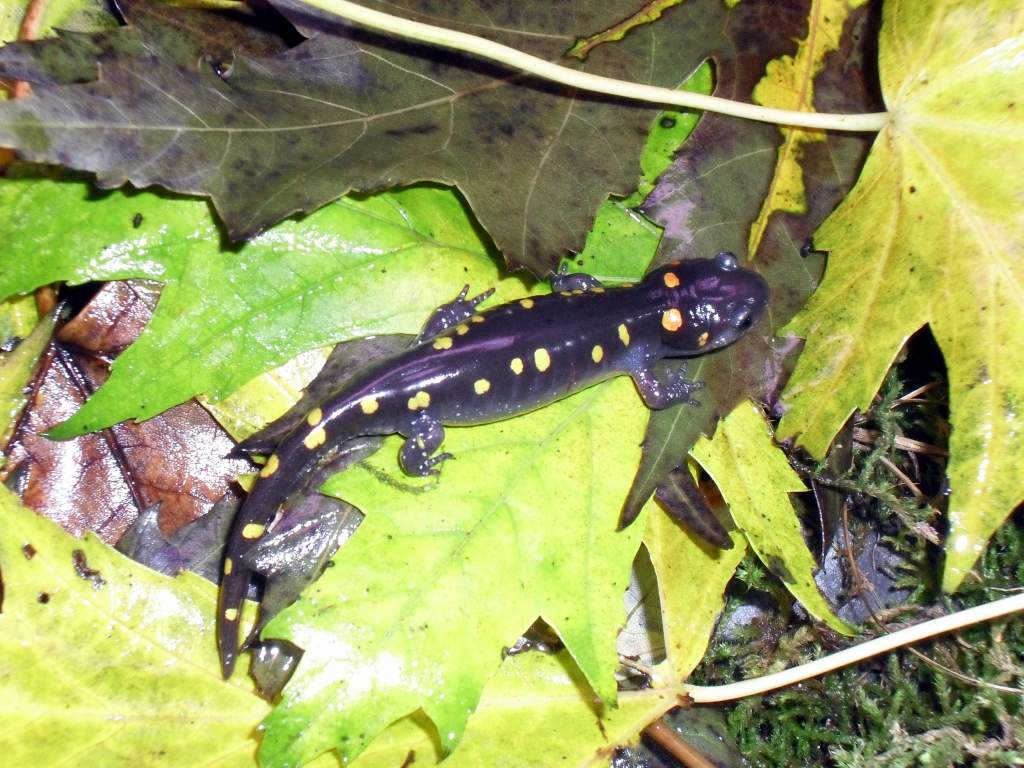 Ambystoma maculatum