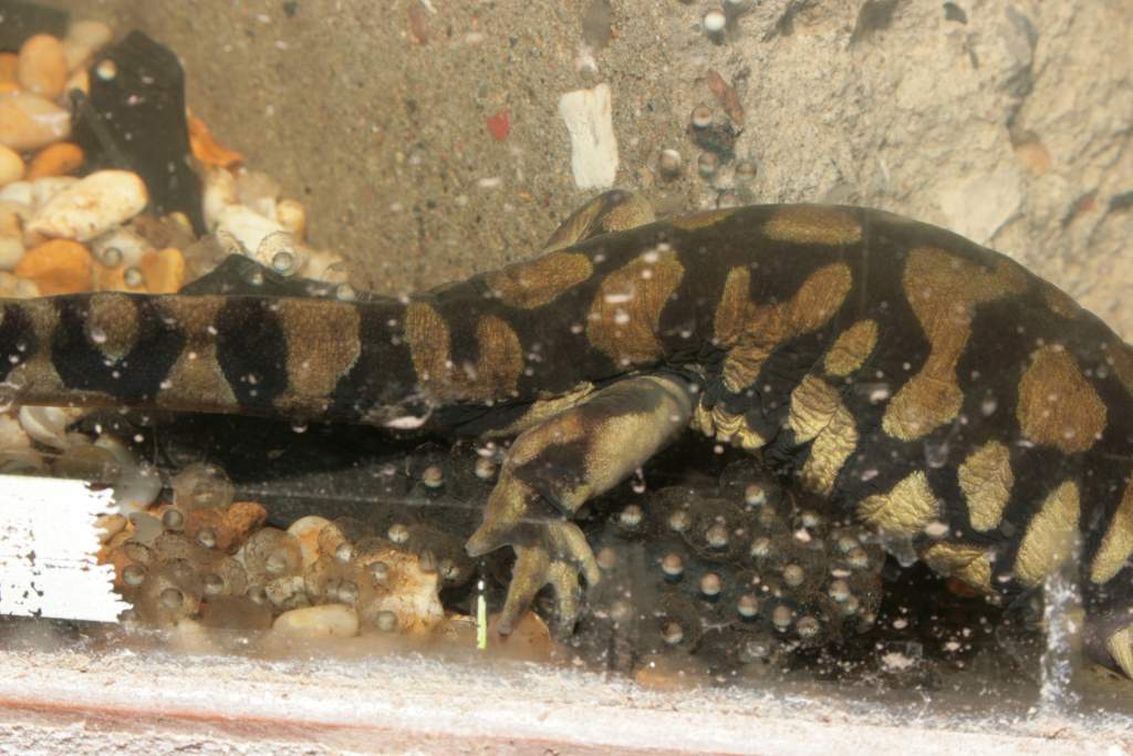 Ambystoma mavoritum laying eggs