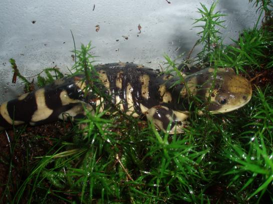 Ambystoma mavortium [1]