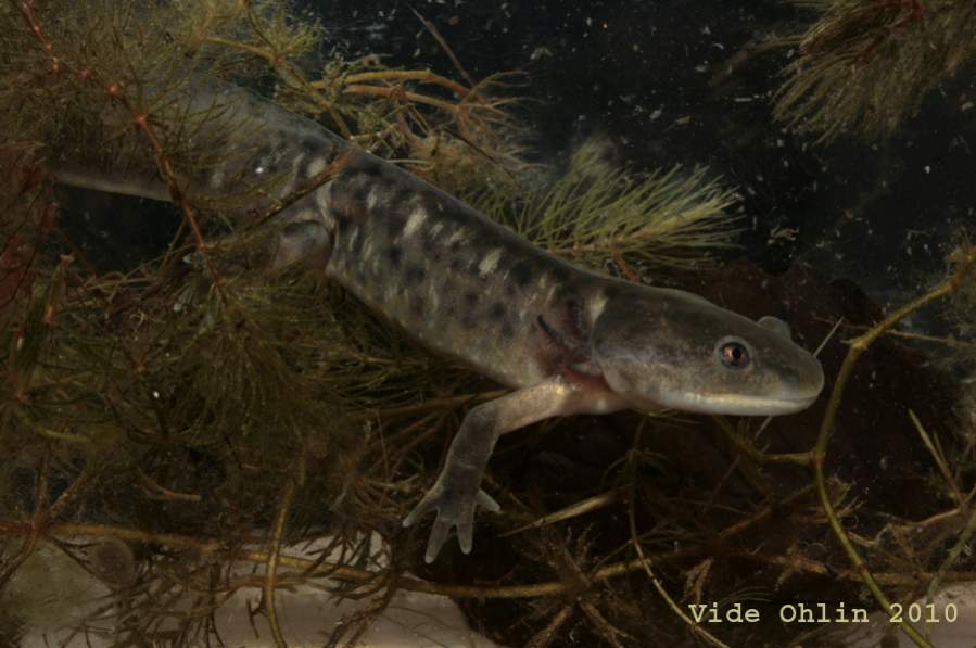 Ambystoma mavortium, captive bred metamorph.