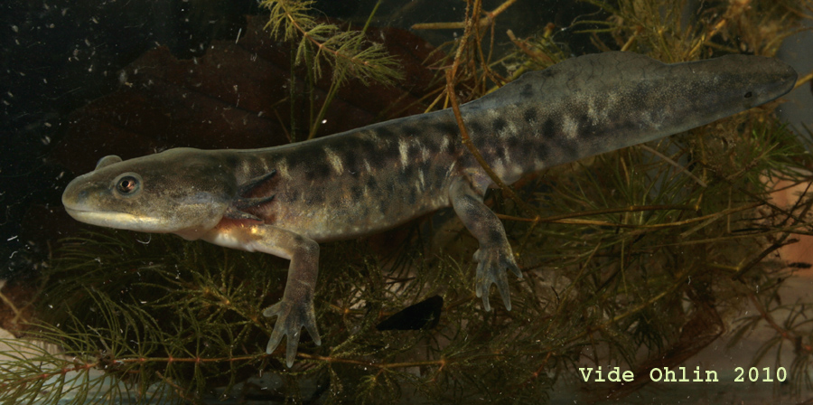 Ambystoma mavortium, captive bred metamorph.