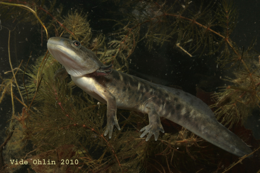 Ambystoma mavortium, captive bred metamorph.