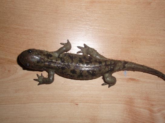 Ambystoma mavortium green