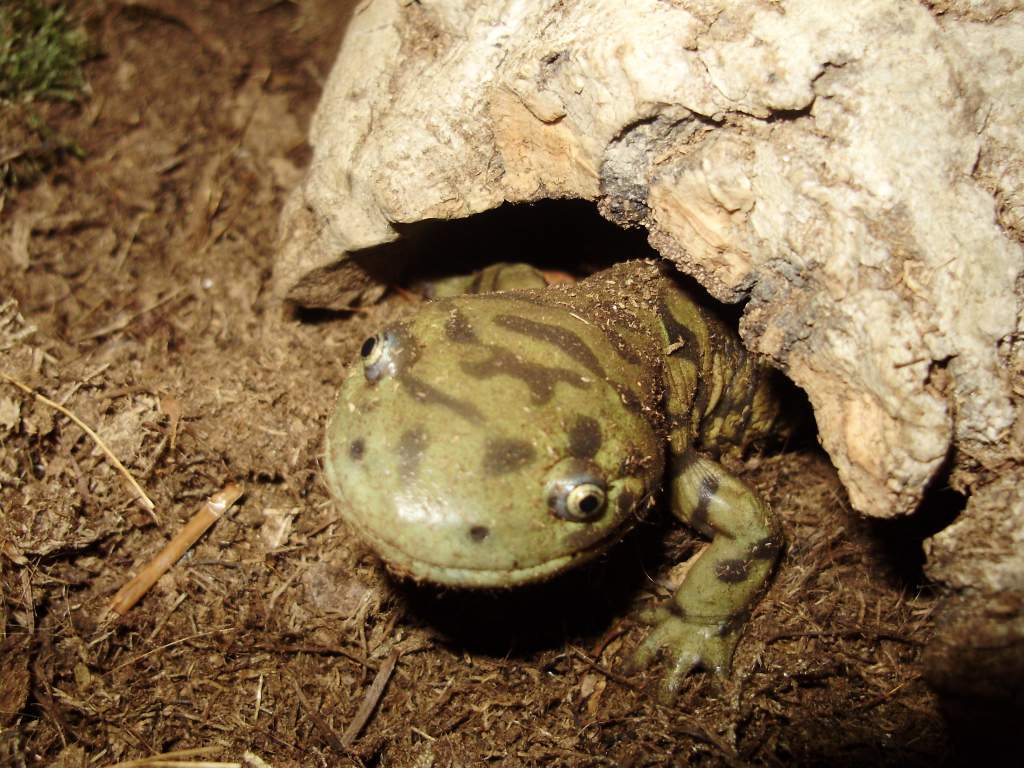 Ambystoma mavortium melanostictum Male