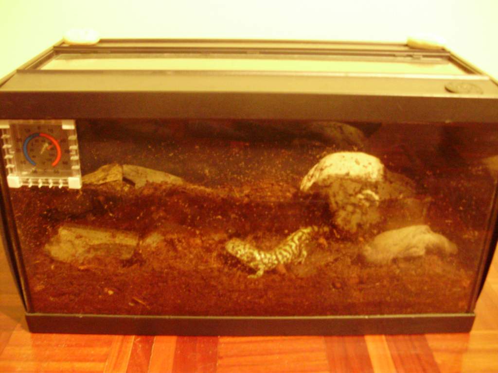 Ambystoma mavortium melanostictum  setup