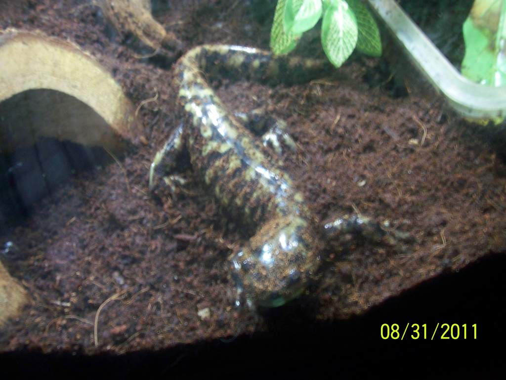 Ambystoma mavortium