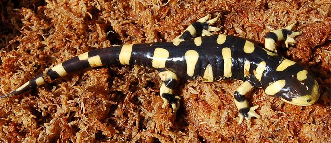 Ambystoma mavortium