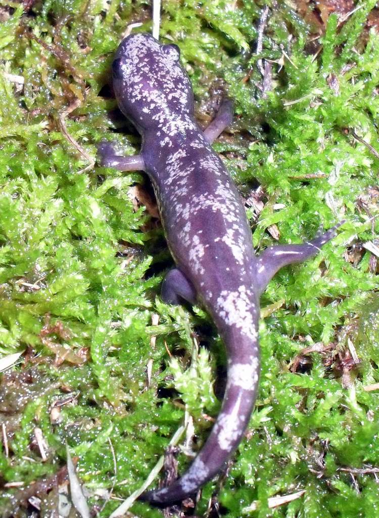 Ambystoma opacum 2