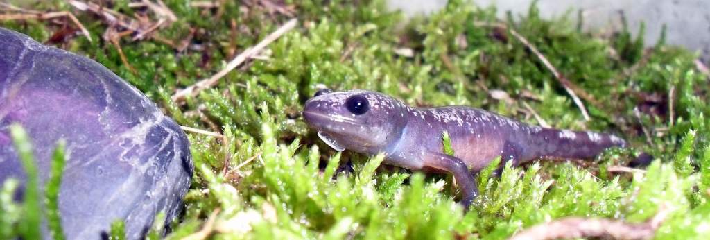 Ambystoma opacum 3