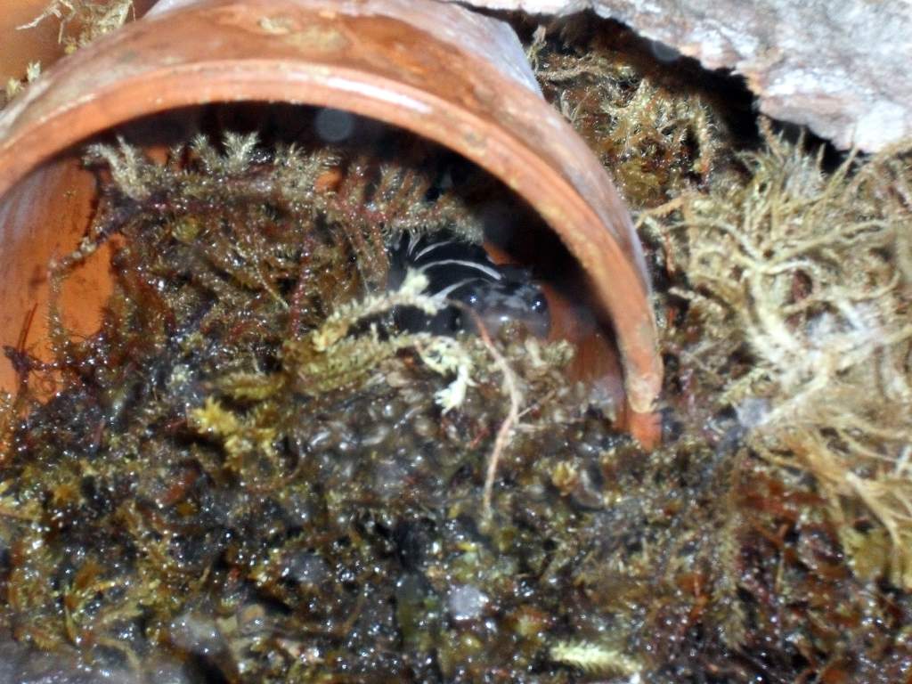 Ambystoma opacum at the Henry Doorly Zoo, Omaha, Nebraska