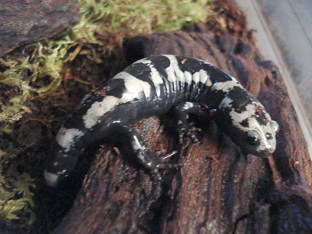 Ambystoma opacum