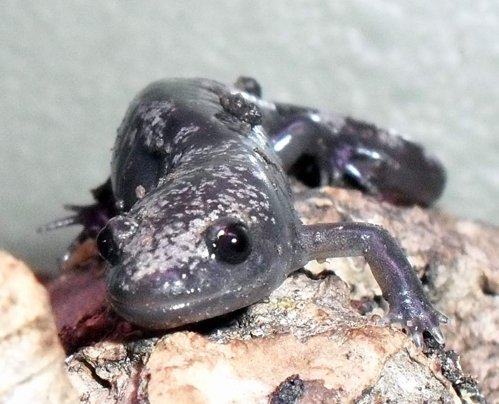 Ambystoma opacum