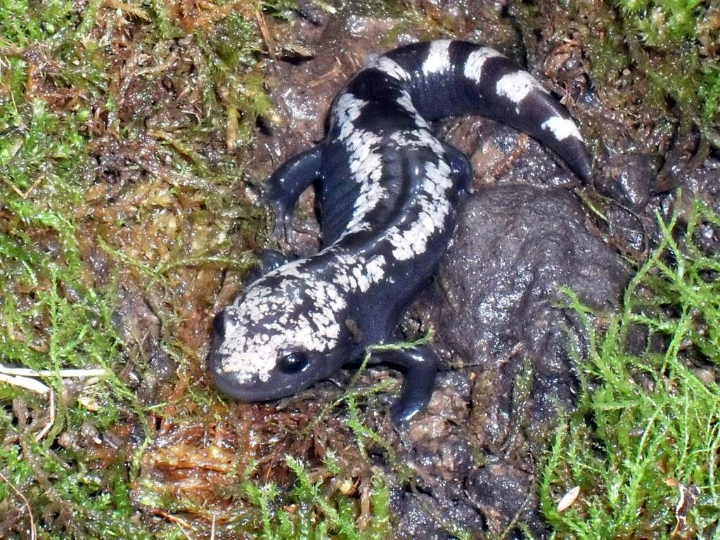 Ambystoma opacum