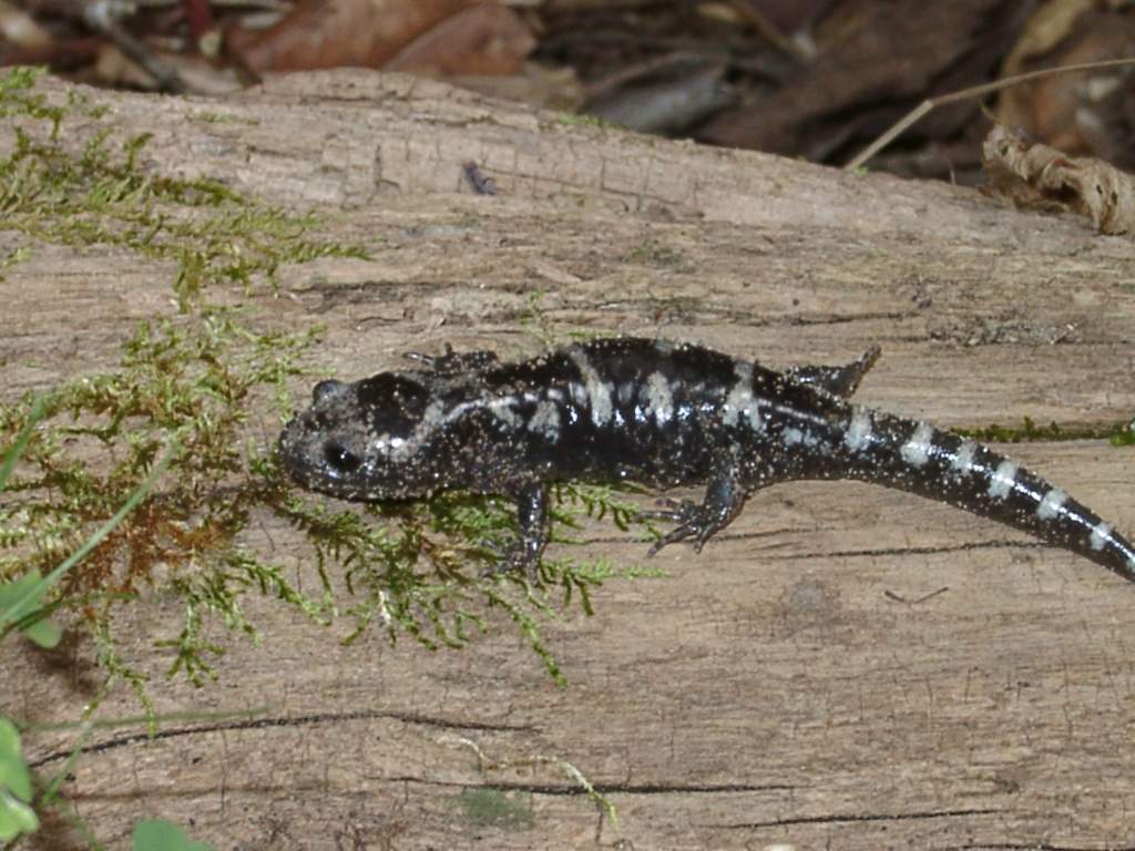 Ambystoma opacum