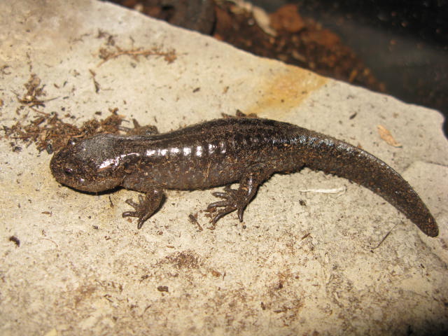 Ambystoma talpodieum