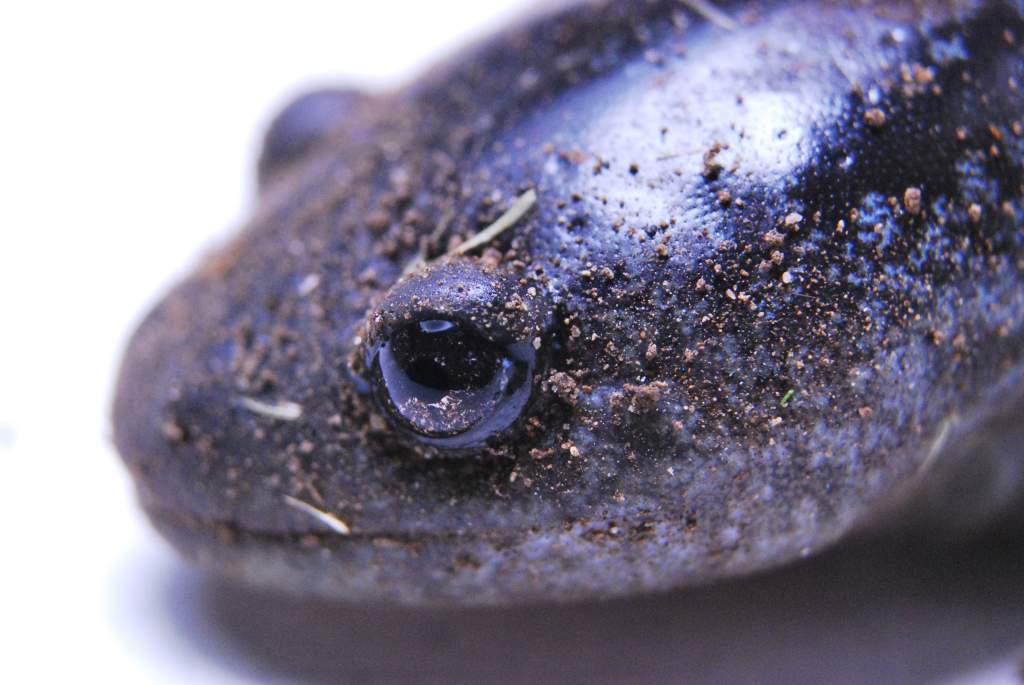 Ambystoma talpoideum Juvenile