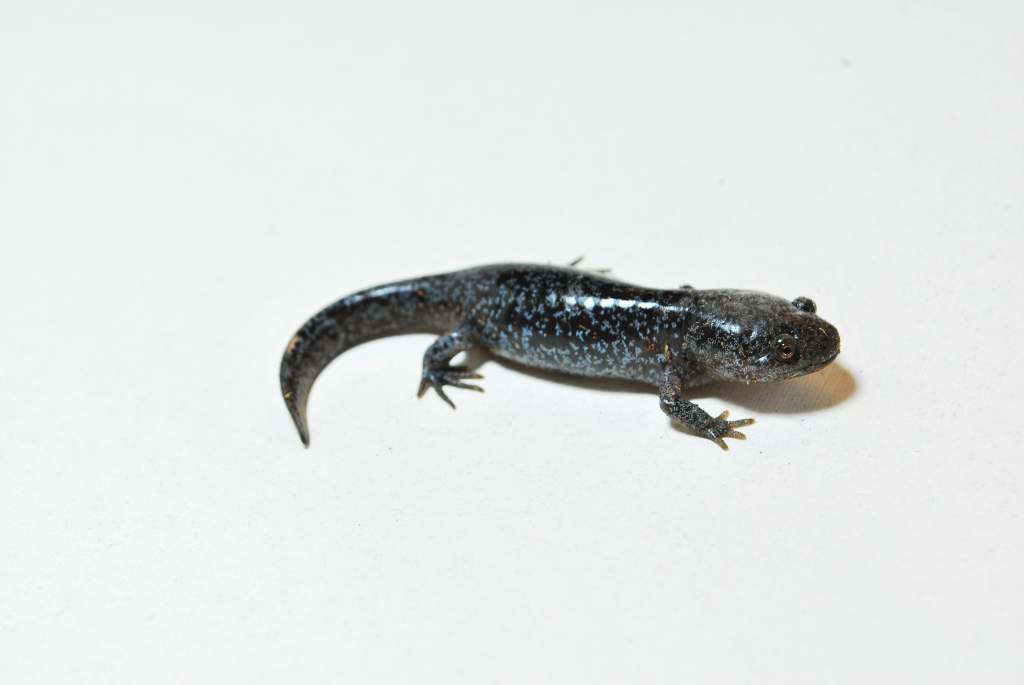 Ambystoma talpoideum Juvenile