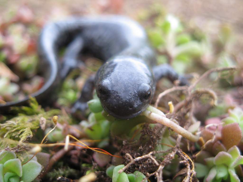 Ambystoma texanum. The smallmouth salamander for obvious reasons.