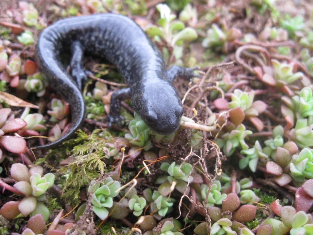 Ambystoma texanum