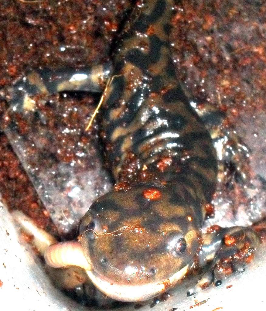 Ambystoma tigrinum- feeding
Nebraska