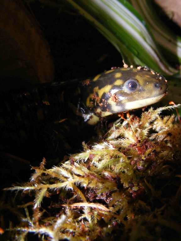 Ambystoma tigrinum melanostictum