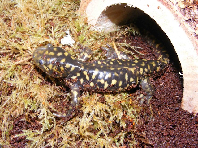 Ambystoma tigrinum melanostictum