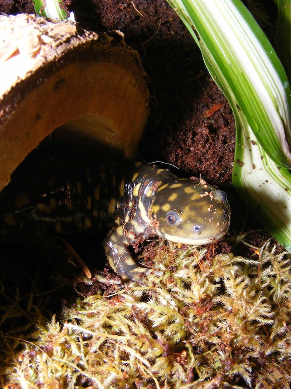 Ambystoma tigrinum melanostictum