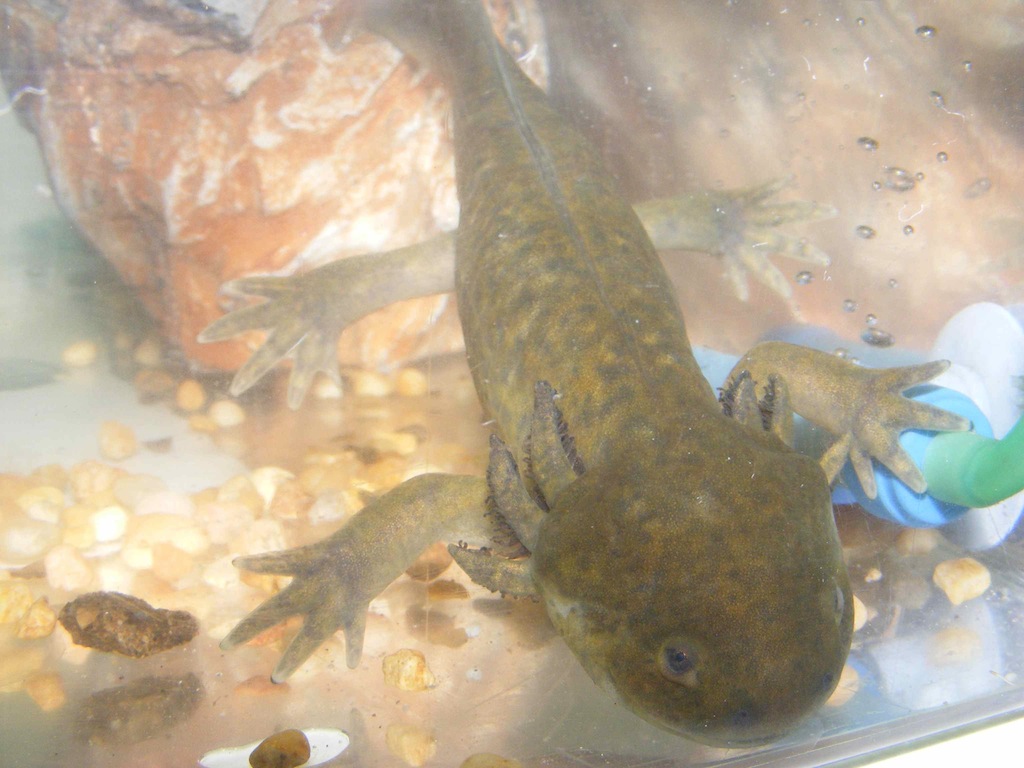 Ambystoma tigrinum melanostictum