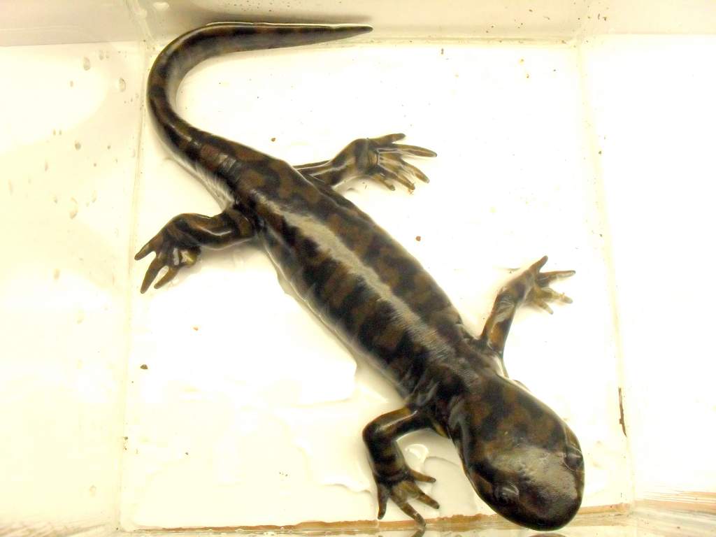 Ambystoma tigrinum
Nebraska