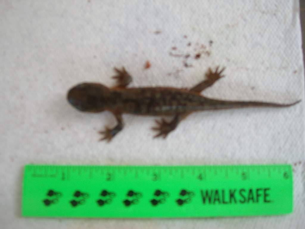 Ambystoma Tigrinum on 5/16/2010. Any guess on age?