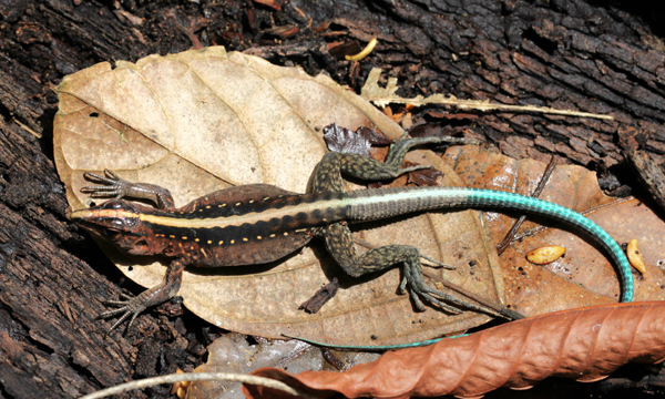 Ameiva festiva - Central American Whiptail