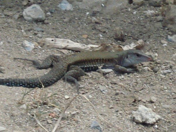 Ameiva- Virgin Islands