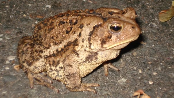 American Toad- Bergen County NJ