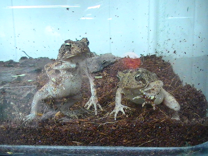 American toads