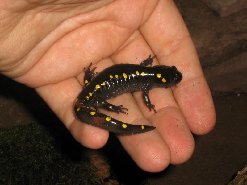 Amnystoma maculatum juvenile (2)