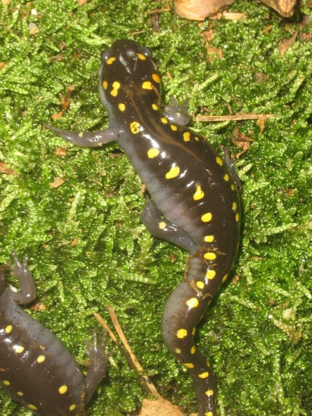 Amnystoma maculatum juvenile