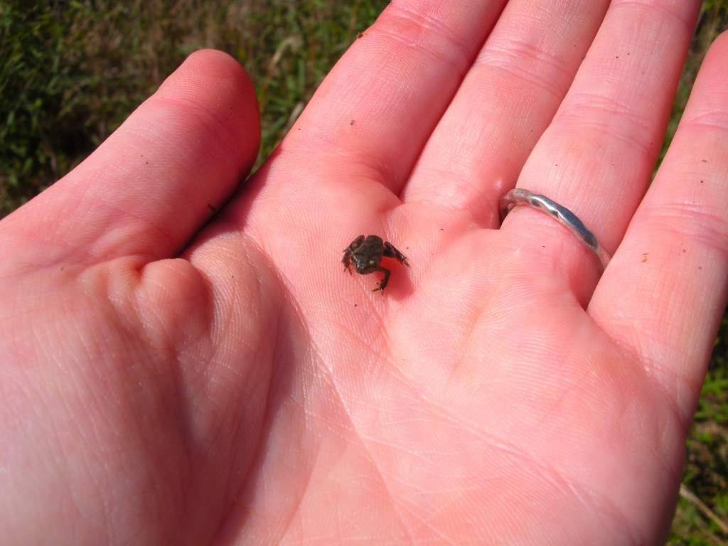 An American toadlet (Anaxyrus americanus)