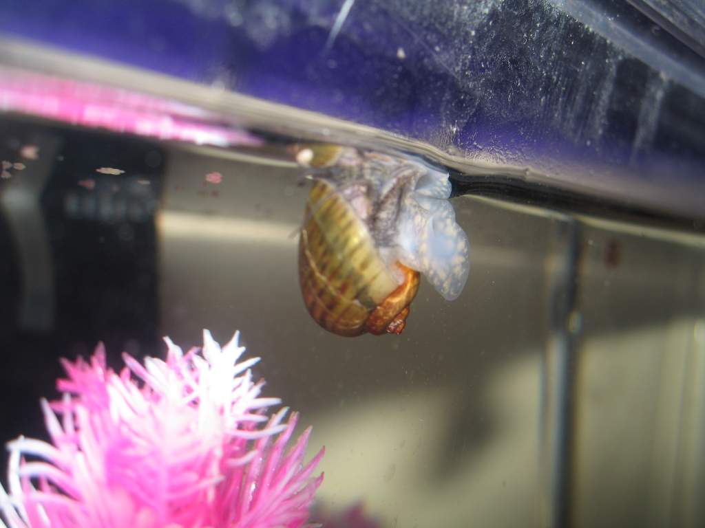 An apple snail I bred last summer thrown into the tank to help eat any uneaten food and algae.