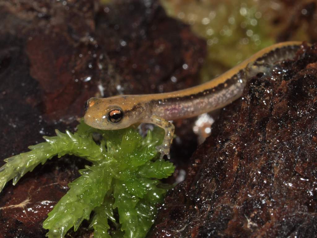 An E. guttolineata that recently morphed in the lab.