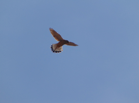 An Eurasian kestrel hovering in a grassy field in Amman