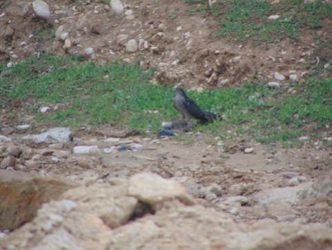 An Eurasian sparrowhawk killing and eating a Laughing dove