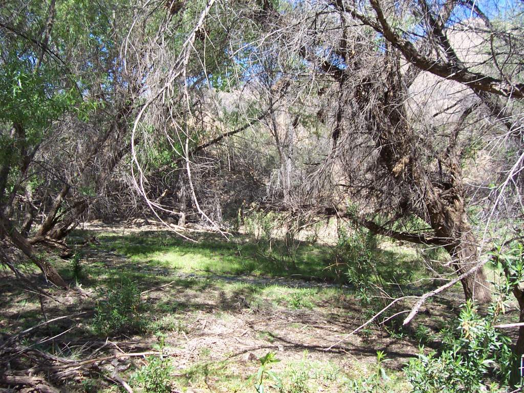 An interesting area away from the creek with lots of fallen logs and leaf debris where I found several depressions that might fill with rainwater.