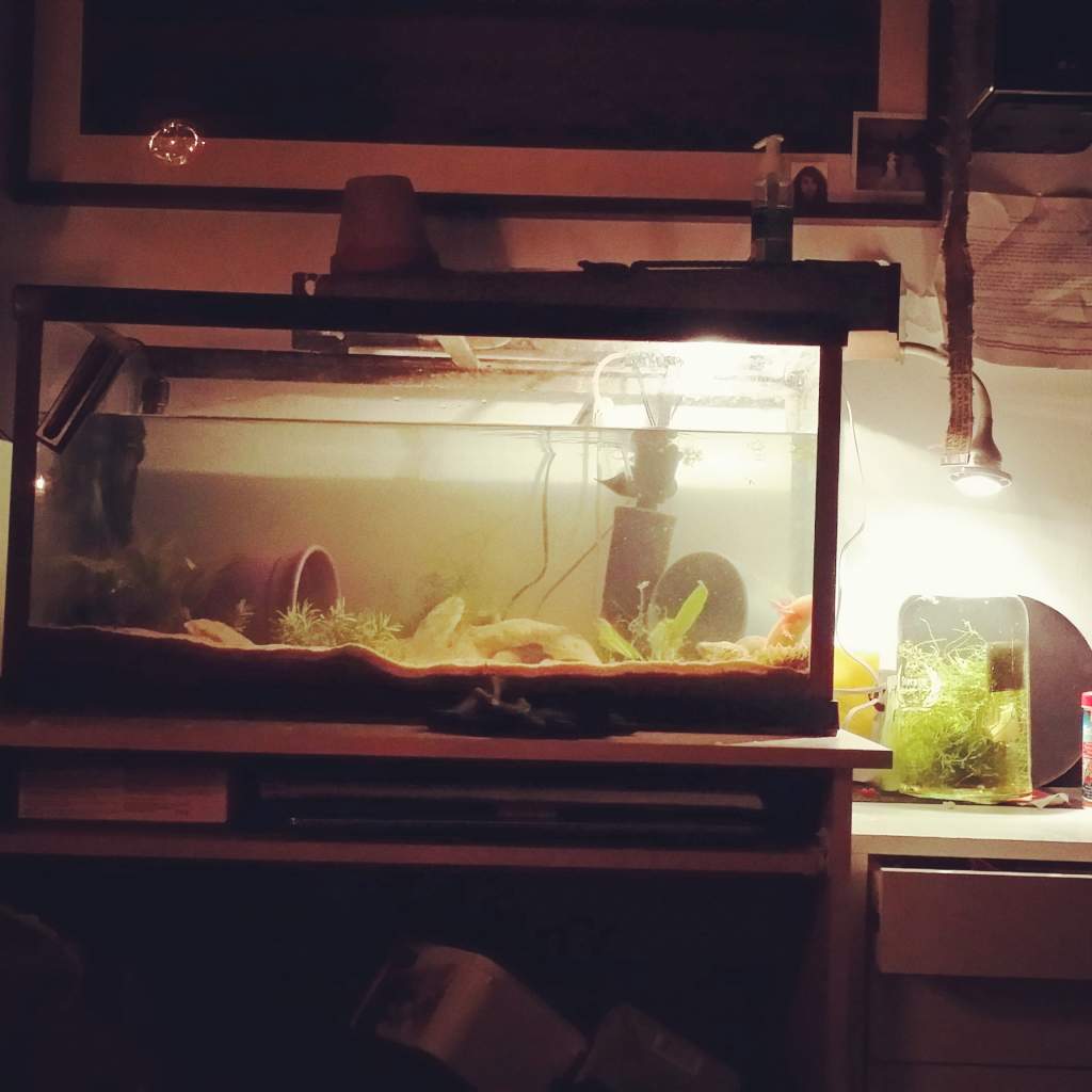 An old tank set up.